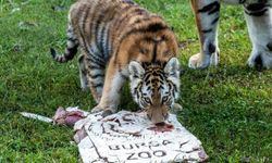 Türkiye’nin biricik Amur Kaplanı Virginia 100 günlük oldu
