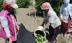 Tarladan markete fiyat farkına tepki