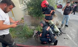 Ev yangınında kedi için zamanla yarıştılar