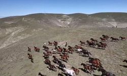 Yılkı atlarının görsel şöleni büyüledi