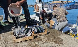 Zonguldak’ta balıkçılar 50 Ton palamutla döndü