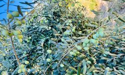 Mut’ta zeytin üreticisinin isyanı