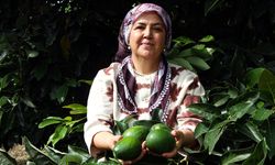 Adana’da avokado hasadı sürüyor, fiyatı geriledi