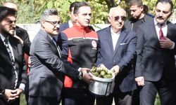 Ceviz Kenti Adilcevaz'da ceviz hasadı başladı