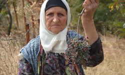 78 yaşında dağlara çıkıp çitlembik topluyor