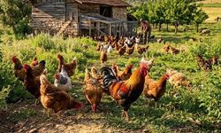 Ağustosta tavuk eti azaldı, yumurta ve süt üretimi arttı