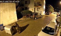Ayının çöp konteyneri ile oyunu kamerada