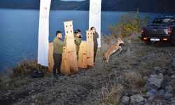 İki yaban keçisi Nemrut Kalderası’nda doğaya salındı