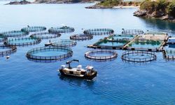 Anamur kıyılarında balık çiftliklerine karşı mücadele yeniden başlıyor