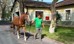 Atların soy ağacı 8 nesil geriden takip ediliyor