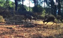 İki karacanın boynuz boynuza mücadelesi kamerada