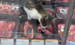 Markette kedi skandalı: 52 bin TL ceza