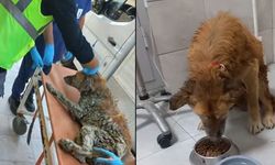 Çamura düşerek mahsur kalan köpeğe ‘Şanslı’ adı verildi