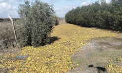 Tarsus'ta narenciyeyi vuran dolu felaketin sonuçları görülmeye başladı