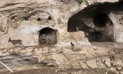 Tunceli’de yaban keçileri tarihi kaya odalarına tırmandı