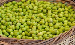 Tarsus Sarıulak Zeytin Festivali 23 Ekim’de başlıyor