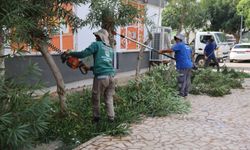Toroslar’da ağaç budama ve bakım çalışmaları sürüyor