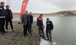 Göletlere 700 bin sazan yavrusu bırakıldı