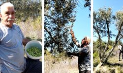 Zeytin üreticisi hasat bereketi yaşıyor
