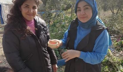 Osmaniye'de Safrana İlgi Artıyor