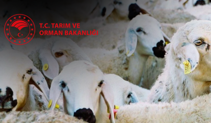 Cumhurbaşkanı'ndan kırsal kalkınmaya dev destek: 'Kırsalda Bereket' projesi başlıyor