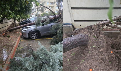 Mersin'de fırtına: Yeni alınan aracın üzerine ağaç devrildi