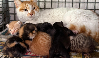 Gebe köpek öldü, yavrulara anne kedi sahip çıktı