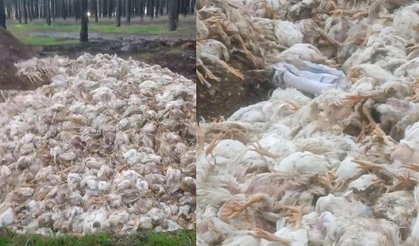 Tarsus’ta ormana çok sayıda tavuk ölüsü atıldı