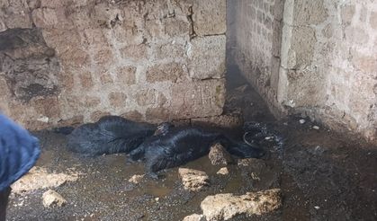 Tarsus’ta ahıra yıldırım düştü, 5 hayvan telef oldu
