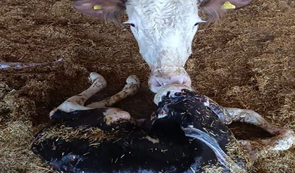 Kayseri’de yeni doğan buzağı ile annenin kavuşması kamerada