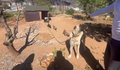 Dövüş köpeği üretip yavruların kulaklarını kesen işletmeye 323 bin TL ceza