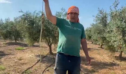 Karpuz toplarken yılanla burun buruna geldi