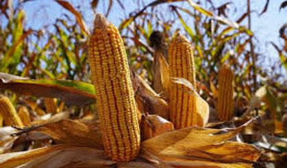 Yüreğir Ziraat Odası Başkanı Doğan: "Mısırda yerli üretim için destek şart”