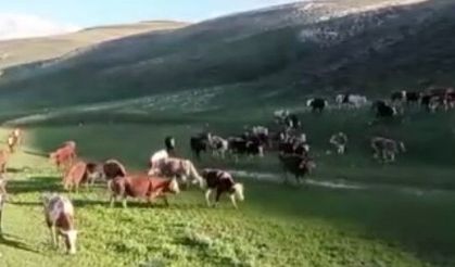 Kurban Bayramı öncesinde sahte ilanlara dikkat
