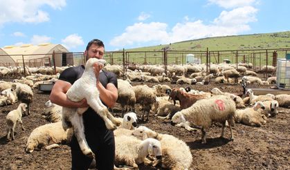 Köyüne dönüp hayvancılığa başladı bin 300 koyunu oldu
