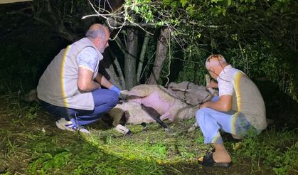 Bursa'da yıldırım düştü, 6 koyun öldü