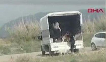 Koruma altındaki Milleyha Sulak Alanı'na çok sayıda köpek bırakıldı
