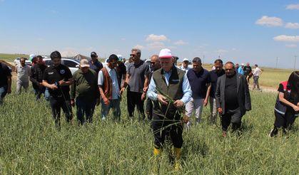 Buğday rekoltesinin 23 milyon tona yaklaşmasını bekliyoruz