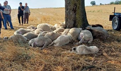 Edirne’de yıldırım düşen ağacın altındaki 30 koyun öldü
