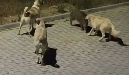 Kuşadası’nda başıboş köpekler yavru yaban domuzuna saldırdı; o anlar kamerada