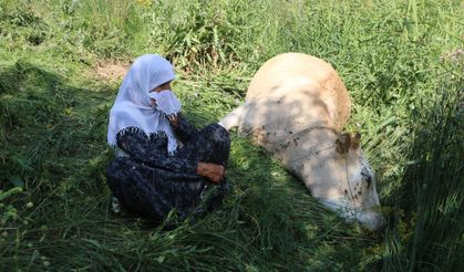 Uçuruma düşen inekleri ölen 7 çocuklu aileye, 2 inek ve 2 buzağı hibe edildi