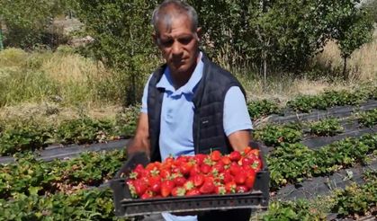 Hobi olarak başladı kârlı çıktı