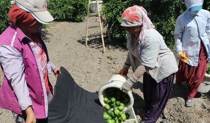 Tarladan markete fiyat farkına tepki