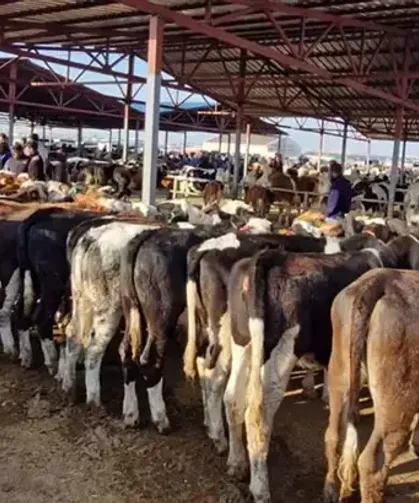 38 İlde Hayvan Pazarları Yeniden Açıldı