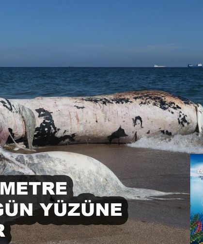 17 Metrelik Fin Balinası Topraktan Çıkarılıyor