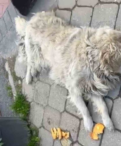 Sokağın maskotu "Waffle" ekipler tarafından barınağa götürülünce gözyaşı döktü