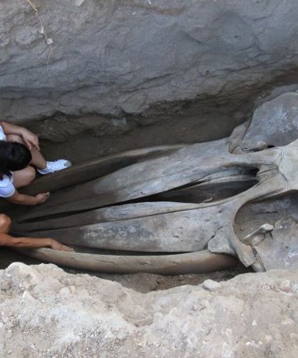 Mersin’de 16 Metrelik Fin Balinası Yeniden Hayat Buluyor