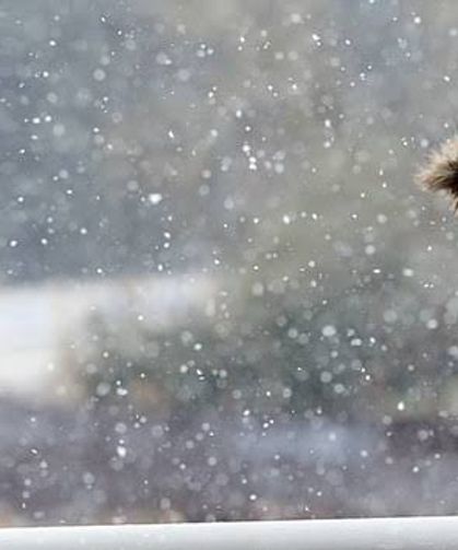 Türkiye Soğuk Hava Dalgasına Giriyor: 5 İlde Mevsimin İlk Karı Geliyor!