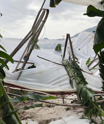 Muz Seraları Büyük Zarar Gördü, Çiftçi Devletten Destek Bekliyor