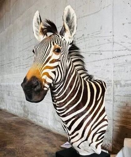 Trabzon Limanı’nda yaban hayvanı trofesi ele geçirildi